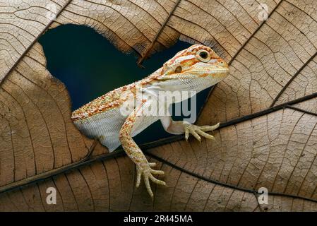 Bärtige Baby-Drachen-Eidechse, die auf einem Blatt spielt Stockfoto