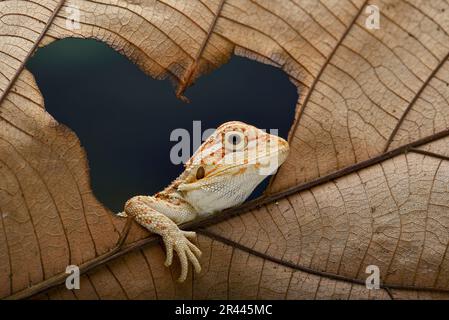 Bärtige Baby-Drachen-Eidechse, die auf einem Blatt spielt Stockfoto