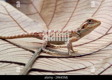 Bärtige Baby-Drachen-Eidechse, die auf einem Blatt spielt Stockfoto