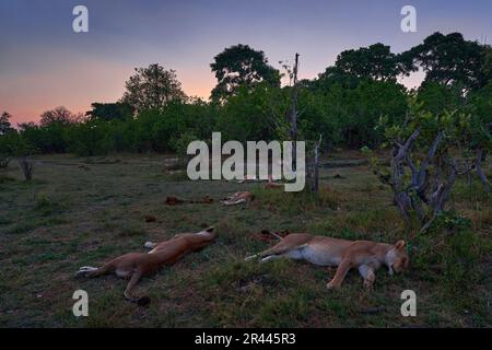 Das Löwenrudel schläft in der Buschlandschaft am Fluss Khwai in Moremi, Botsuana. Löwen liegen im Gras, Siesta ruhen sich nach dem Fang aus. Wildkatzen Stockfoto