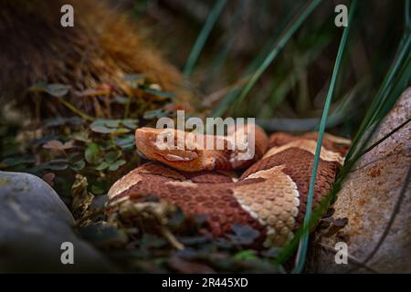 Trans-Pecos Copperhead Agkistrodon contortrix pictigaster, Texas, Nordmexiko. Viper in der Natur. Natur der Tierwelt. Braun-Orangenschlange. Stockfoto