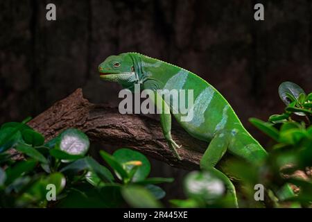 Fidschi-Leguan, Brachylophus-Bulabula, grüne Eidechse, die auf dem Ast des Baumes sitzt, im dunklen Tropenwald. Reptil von Fidschi. Iguana in der Natur ha Stockfoto
