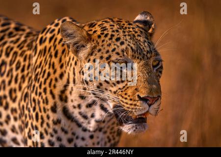 Afrikanischer Leopard, Detailporträt aus der Nähe. Leopardengras Sonnenuntergang, Savuti, Chobe NP, in Botswana, Afrika. Große gefleckte Katze in der wilden Natur. Wil Stockfoto