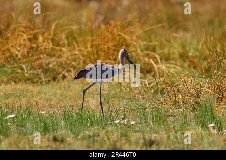 Abdim-Weißbauchstorch, Ciconia abdimii, der im Gras, Okavango-Delta, Moremi, Botswana, spaziert. Fluss mit Vogel in Afrika. Storch in der Natur marschieren Stockfoto