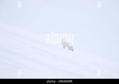 Finde den weißen Polarfuchs im Schnee. Polarfuchs in Winterlandschaft, Svalbard, Norwegen. Wildtier-Action-Szene aus der Natur, Vulpes Lagopus, im Nat Stockfoto