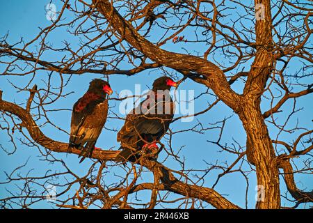 Wunderschönes dunkles Abendlicht mit Adlerpaaren. Bateleur Eagle, Terathopius ecaudatus, zwei braune und schwarze Vogelbeute im natürlichen Lebensraum, sitzen auf einem BH Stockfoto