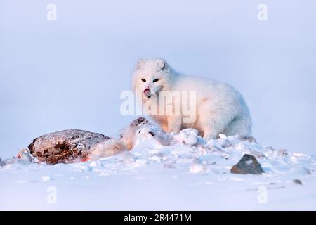 Wildtiere in der Arktis. Polarfuchs mit Hirschkadaver in Schnee-Lebensraum, Winterlandschaft, Svalbard, Norwegen. Schönes weißes Tier im Schnee. Wildtiere Stockfoto