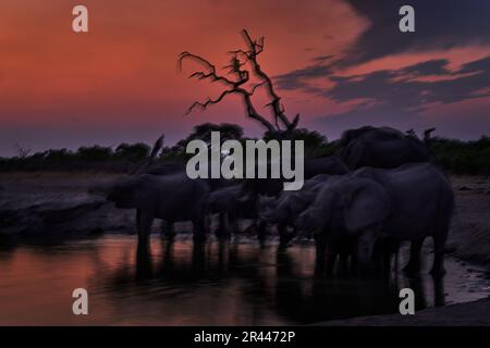 Bewegungsunschärfe. Elefantengruppe in der Nähe des Wasserlochs, Savuti, Chobe NP, Botsuana. Afrika - Wildtiere. Stockfoto