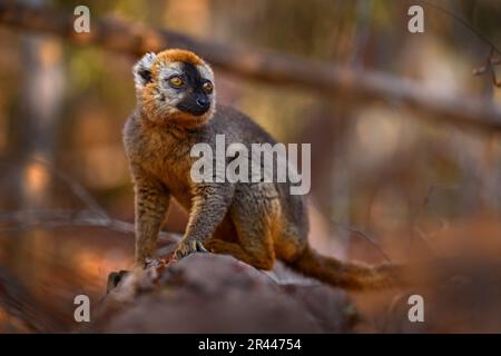 Lemurendetail Nahaufnahme Porträt. Rote Lemuren, Eulemur fulvus rufus, Kirindy Forest in Madagaskar. Graubrauner Affe auf dem Baum, im Wald Stockfoto