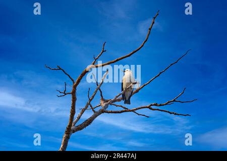 Weißkopfvanga, Artamella viridis, weißer Vogel auf dem Ast mit blauem Himmel, Kirindy-Wald in Madagaskar. Vanga - endemischer Vogel in der Natur h Stockfoto