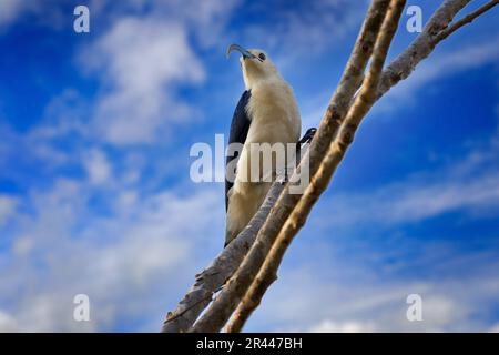 Sichelschnabel-Vanga, Falculea palliata, Vogel, der in Madagaskar endemisch ist. Vanga-Mann sitzt auf dem Ast im Wald. Zwei Vogelliebhaber, Nistzeit in n Stockfoto