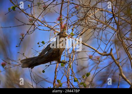 Kleiner vasa-Papagei, Coracopsis nigra, gefärbter Papagei, endemischer Madagaskar, Vogel auf dem Ast mit blauem Himmel, Kirindy-Wald. Schwarzer Papagei aus Mad Stockfoto