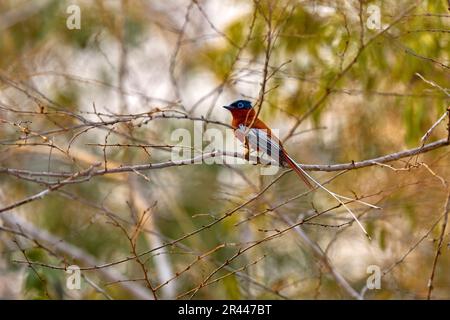 Paradise Fliegenfänger, seltener endemischer Vogel, auf der Strasse in grüner Vegetation. Madagaskar-Paradies-Fliegenfänger, Terpsiphone mutata, in den tropischen Naturforen Stockfoto