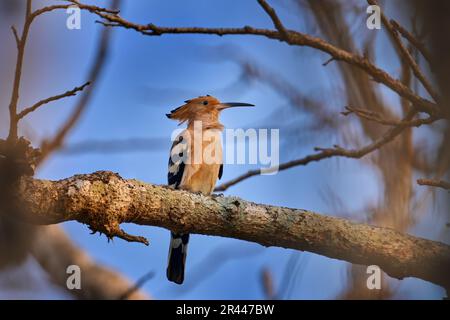 Madagaskar Hoopoe, Upupa marginata, im Naturlebensraum endemisch. Hufeisen auf dem Baumzweig mit blauem Himmel, Kirindy Forest NP, Reisen Sie in Madagaskar. Stockfoto