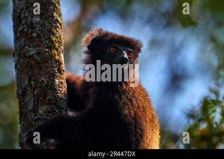 Milne-Edwards-Sifaka, Propithecus edwardsi, Ranomafana NP, seltener endemischer Lemurenaffe aus Madagaskar. Lemur im Naturlebensraum. Sifaka auf dem tr Stockfoto