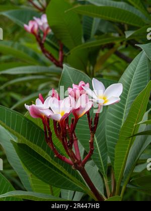 Nahansicht mit zarten weißen rosa und gelben Plumerien oder Frangipani-Blumen im tropischen Garten Stockfoto