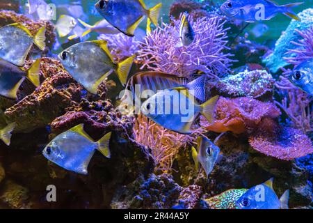 Monodactylus argenteus, Silbermoonyfisch, Silbermondbrasse, Butterbrasse, Diamantenfisch im Meeresaquarium. Tropische Fische im Ozeanariumpool mit Korallenriff Stockfoto