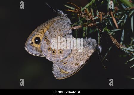 Zwei Exemplare eines wandbraunen Schmetterlings bei der Paarung, Lasiommata megera, Nymphalidae Stockfoto