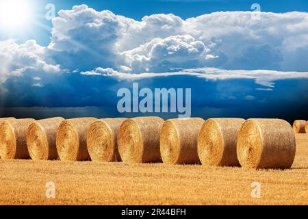 Eine Reihe goldener Heuballen an einem sonnigen Sommertag mit einem wunderschönen blauen Himmel mit Kumuluswolken (Cumulonimbus) im Hintergrund, Padan Plain oder Po Valley. Stockfoto