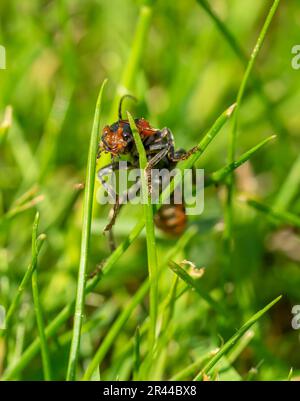 feuerwehrauto auf dem Makrofoto Gras Stockfoto