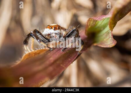 Nahaufnahme einer Springspinne auf grünem Blatt, selektiver Fokus, Makrofotos. Stockfoto