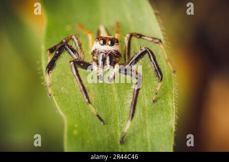 Nahaufnahme einer Springspinne auf grünem Blatt, selektiver Fokus, Makrofotos. Stockfoto