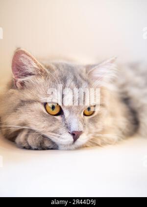 Die persische Katze legte sich auf das Sofa und sah sich etwas an Stockfoto