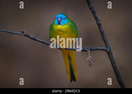 Turquoise-Papagei, Neophema pulchella, Australien. Blaugelber Vogel im Naturlebensraum. Ein Papagei aus Australien sitzt auf dem Ast. Natur- und Tierwelt. Stockfoto