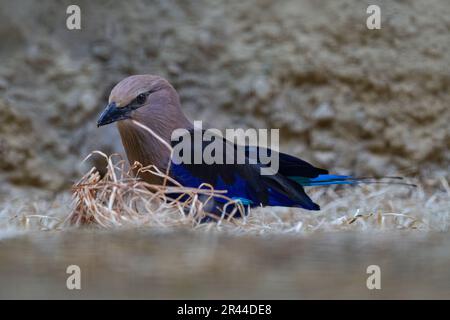 Blaubauchwalze, Coracias cyanogaster, Gambia in Afrika. Vogel im Naturlebensraum. Wildvogel aus Senegal in Afrika. Wunderschöner Vogel mit Weiß Stockfoto