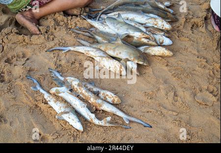 Babyhaie zum Verkauf auf einem lokalen Markt am Strand. Babyhaie werden von Fischern gefangen, um sie auf traditionellen Märkten in Indonesien zu konsumieren und zu verkaufen Stockfoto