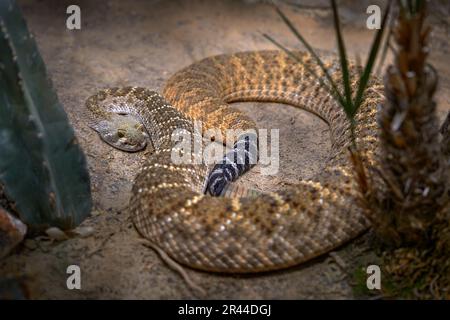 Westliche Diamondback-Klapperschlange, Crotalus atrox. Mit grauem Stein im natürlichen Lebensraum. Giftige Pitviper-Arten in den USA und Chihuahua in Mexiko, Stockfoto