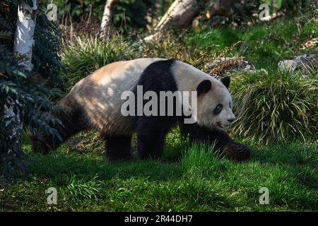 Panda in grüner Waldvegetation. Wildlife-Szene aus China Natur. Porträt des Großen Pandas, der sich im Wald am Bambusbaum ernährt. Süß schwarz und weiß sein Stockfoto