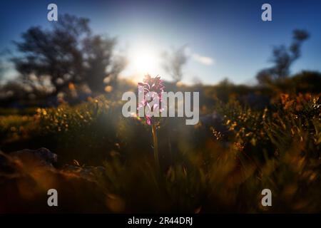 Orchideen-Sonnenuntergang. Anacamptis papilionacea, Pink Butterfly Orchis, Gargano in Italien. Blühende europäische terrestrische wilde Orchidee, Naturlebensraum. Wunderschön Stockfoto