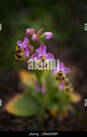 Ophrys tenthredinifera, Sawfly OrchidGargano in Italien. Blühende europäische terrestrische wilde Orchidee, Naturlebensraum. Wunderschöne Details der Blüte, Frühling Stockfoto