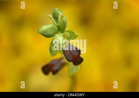 Ophrys fusca, sombre Bee-Orchid, Gargano in Italien. Blühende europäische terrestrische wilde Orchidee, Naturlebensraum. Wunderschöne Details der Blüte, Frühlingsszene Stockfoto