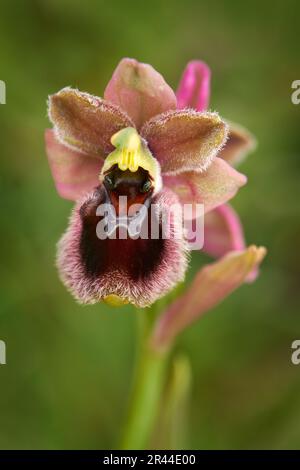 Ophrys tenthredinifera x passionis garganica hybryd Gargano in Italien. Europäische terrestrische wilde Orchidee, Naturlebensraum. Schöne Details blühen, Frühling Stockfoto