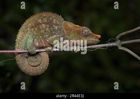 Chamäleon aus Madagaskar. Calumma crypticum, Blaubein-Chamäleon, sitzt auf dem Ast des Naturhabitats, Ranomafana NP. Endemische Echse f Stockfoto