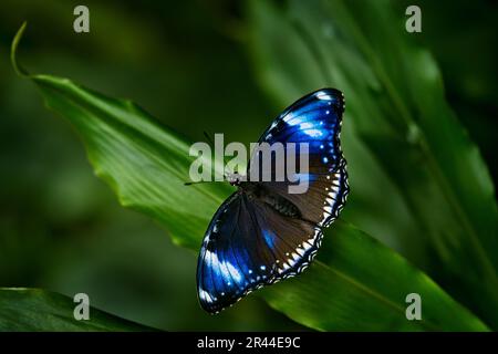 Hypolimnas bolina, Blaumond-Schmetterling, Insekten auf Blüten blühen in der Natur. Schmetterling in Singapur. Natur der Tierwelt. Tropischer Schmetterling im Stockfoto