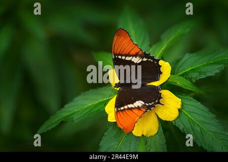 Siproeta epaphus, rostiges Page-Orangen-Insekt auf Blüten blühen im natürlichen Lebensraum. Ein Schmetterling in Brasilien, Südamerika. Natur der Tierwelt. Tropi Stockfoto