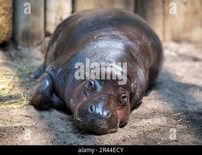 Pygmy Hippopotamus oder Choeropsis liberiensis liegen im Boden. Toronto Zoo, Kanada Stockfoto