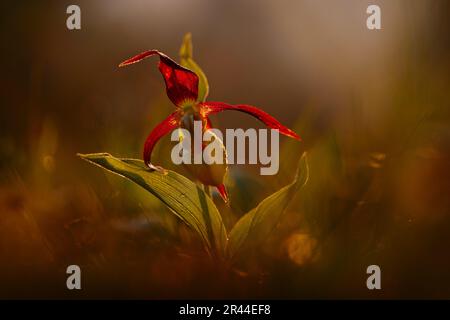 Orchideen-Sonnenuntergang in der Natur. Lady's Slipper Orchid, Cypripedium calceolus, blühende europäische terrestrische wilde Orchidee in ihrem natürlichen Lebensraum. Blume auf dem Grill Stockfoto