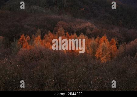 Winter - Lärchenbäume im Wald, Brdy Mountain in der Tschechischen Republik. Winterwald, regnerischer Tag in der Natur. Reisen in Europa. Stockfoto