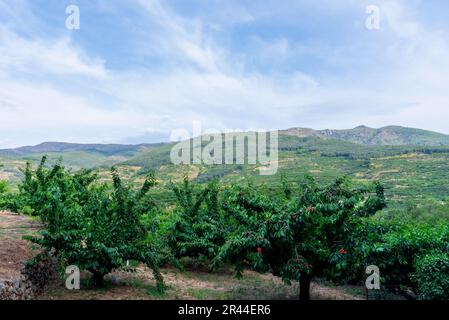 Blick auf ein Kirschfeld voller roter Kirschen im Jerte-Tal in Extremadura, Spanien Stockfoto