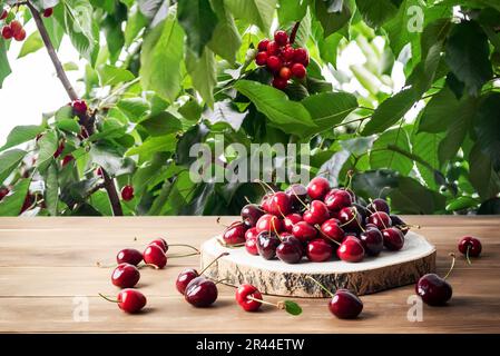 Set aus reichen, gesunden roten Kirschen auf einem Holztisch in einem Kirschgarten voller Kirschen, die zum Pflücken bereit sind Stockfoto