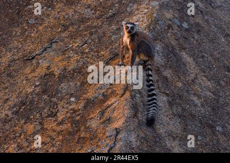 Affe mit Granitfelsen, Sonnenuntergang. Madagaskar Wildtiere, Ringschwanzlemur, Lemur catta. Tier aus Madagaskar, Afrika, orangefarbene Augen. Abendsonnen Stockfoto