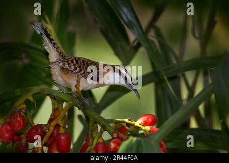 Rotzackzackiger Wimpel, Campylorhynchus rufinucha, singvögel der Familie Troglodytidae. Vogel, der auf dem Baumstamm sitzt, Costa Rica. Vogelbeobachtung in Centra Stockfoto