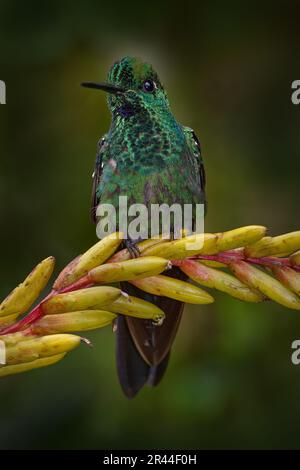 Costa Rica Tierwelt. Kolibri im dunklen Tropenwald. Grün gekrönt Brilliant, Heliodoxa Jacula, wunderschöne rote Blume. Vogel saugt Nektar. Verrückt Stockfoto