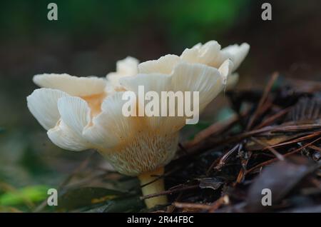 Infundibulicybe gibba, gewöhnlicher Trichterpilz, der nach Tagen des Regens auf dem Waldboden wächst. Stockfoto