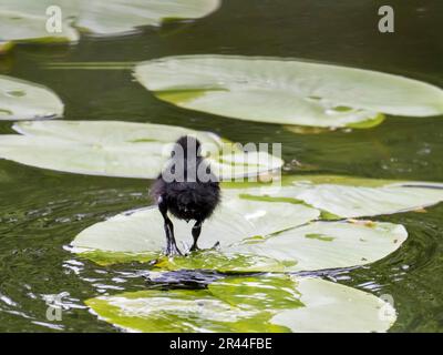 Ein Moorhen, Gallinula chloropus Küken in Holehird Tarn, Windermere, Lake District, Großbritannien. Stockfoto