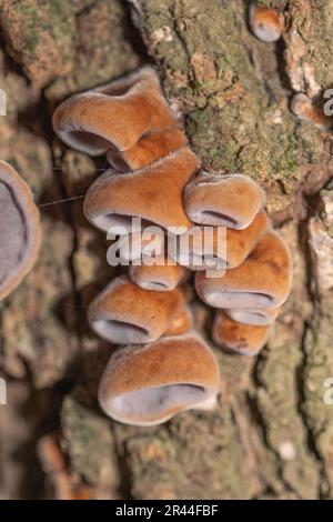 Junger Gelee-Ohr-Pilz, Auricularia auricula judae, wächst auf einem Baum in einem Wald im Osten von Texas. Stockfoto